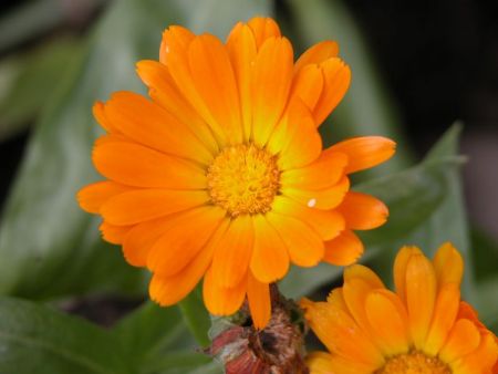 Garten-Ringelblume (Calendula officinalis)